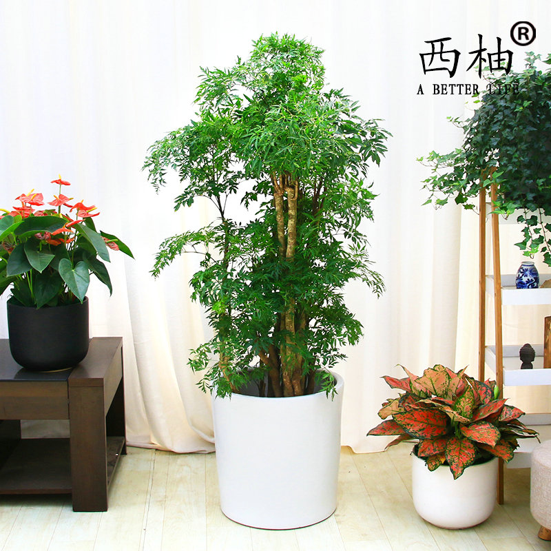 園林綠化對(duì)環(huán)境中起到重要的作用